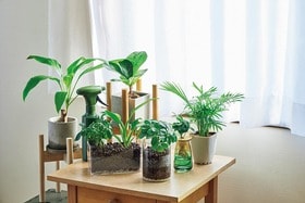 緑のある暮らし始めるならダイソー&スリコへ♪おすすめは手間のかからない植物│『LDK』が紹介