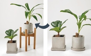 お部屋の植物がもっと華やぐ！ダイソー&3COINSのおすすめグッズの3選
