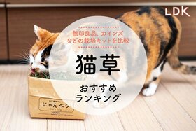 猫草のおすすめランキング。LDKがカインズ、無印などで買える人気の栽培キットを比較